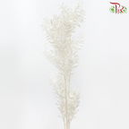Dry Ruscus - Dyed White-White-China-prflorist.com.my