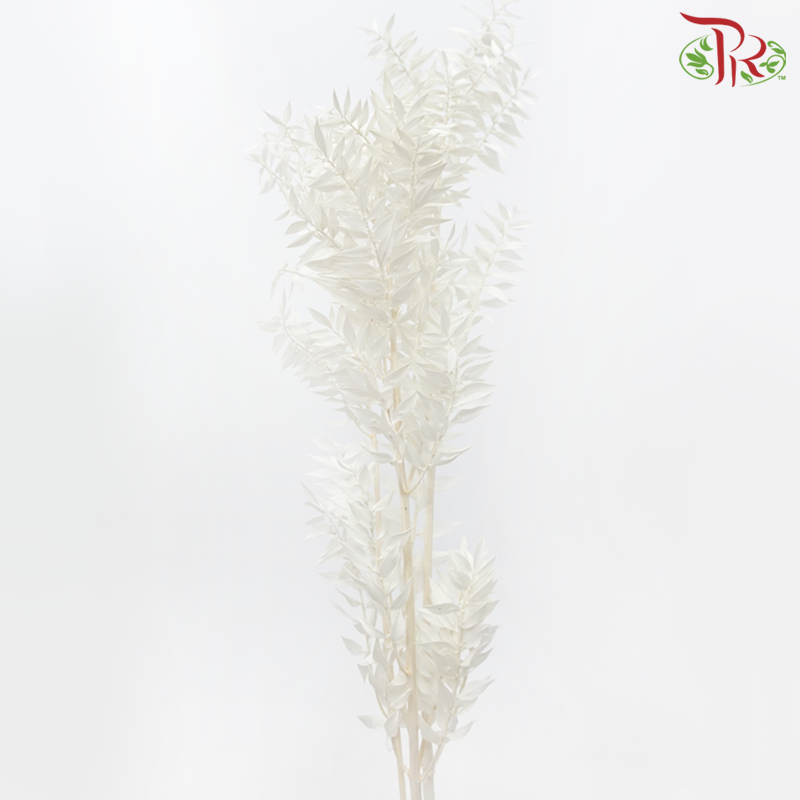 Dry Ruscus - Dyed White-White-China-prflorist.com.my