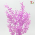 Dry Ruscus - Pink Purple (Per Bunch)-Purple-China-prflorist.com.my