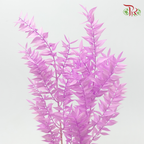 Dry Ruscus - Pink Purple (Per Bunch)-Purple-China-prflorist.com.my