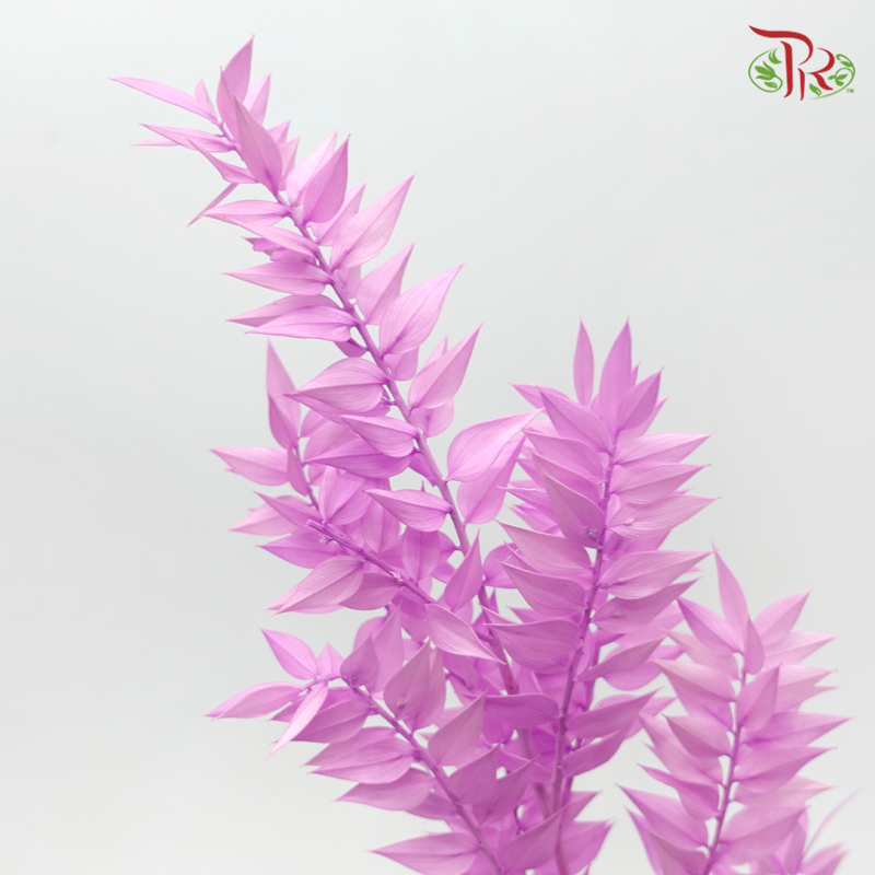 Dry Ruscus - Pink Purple (Per Bunch)-Purple-China-prflorist.com.my
