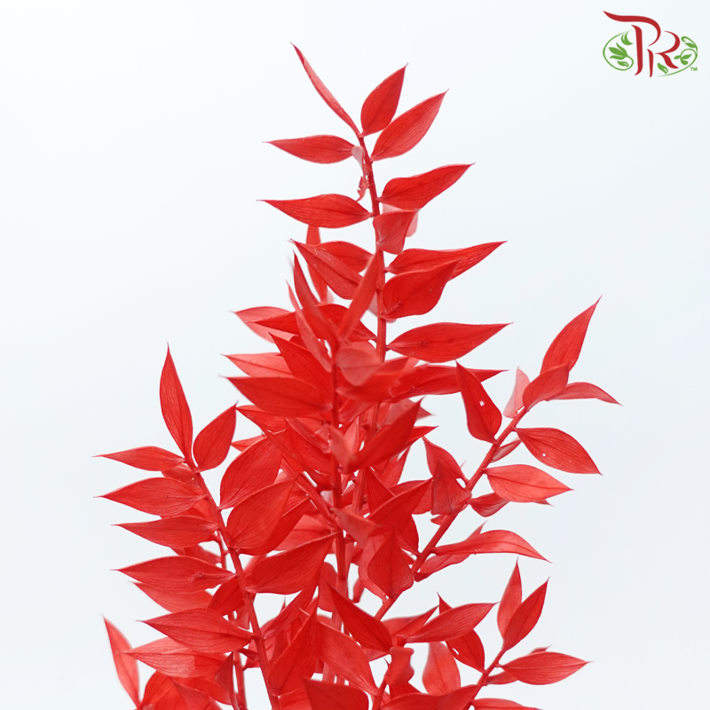 Dry Ruscus - Red (Per Bunch)-Red-China-prflorist.com.my