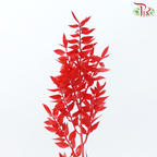 Dry Ruscus - Red (Per Bunch)-Red-China-prflorist.com.my