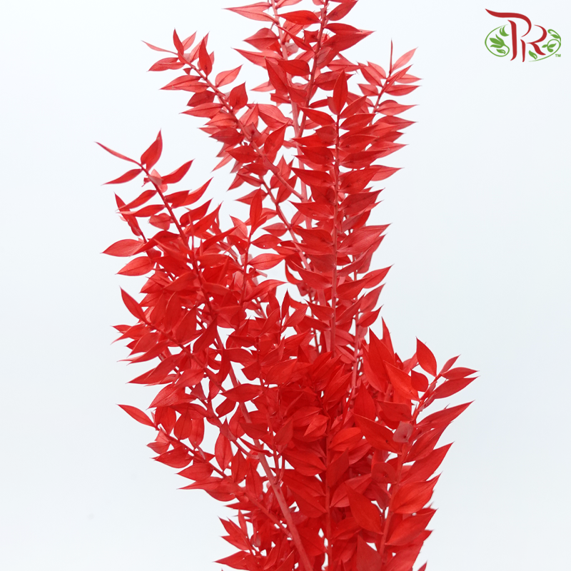 Dry Ruscus - Red (Per Bunch)-Red-China-prflorist.com.my