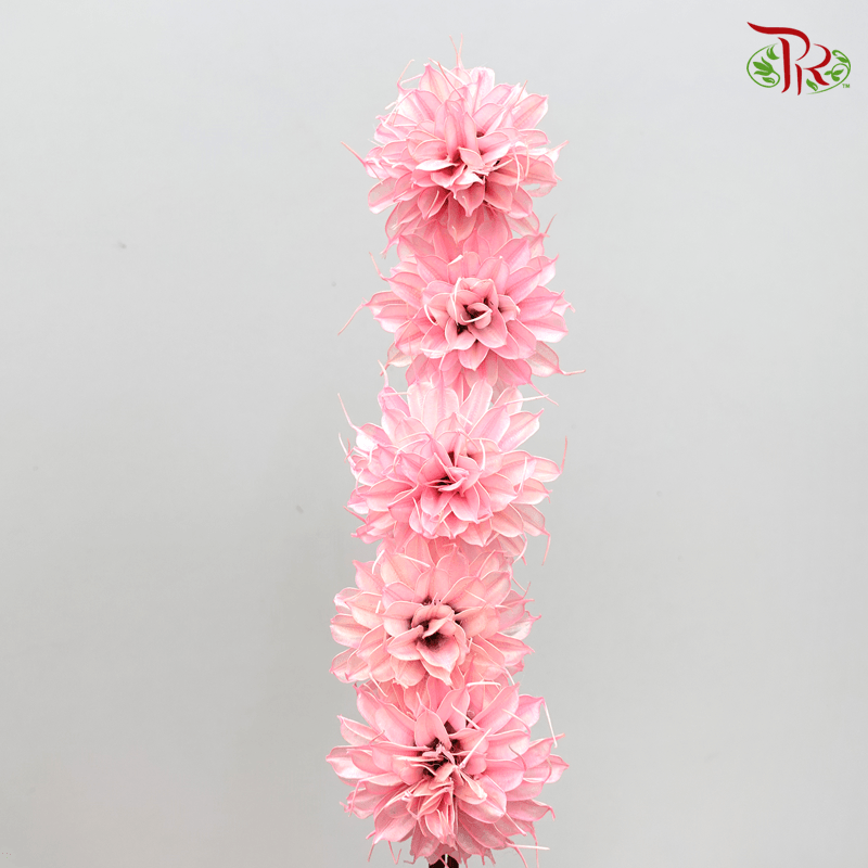 Dry Small Liju - Pink (5stems)-Pink-China-prflorist.com.my