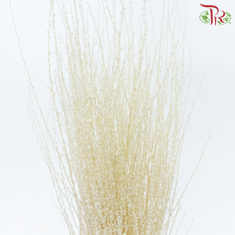 Dry Snow Grass (Per Bunch)-China-prflorist.com.my