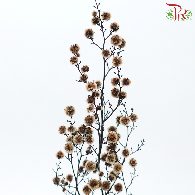 Dry Stirlingia - Brown (Per Bunch)-Brown-China-prflorist.com.my