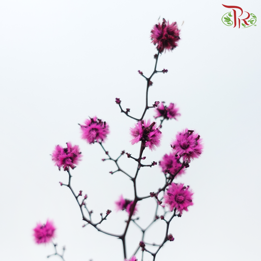 Dry Stirlingia - Cherry Pink (Per Bunch)-Cherry Pink-China-prflorist.com.my
