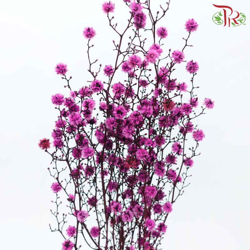 Dry Stirlingia - Cherry Pink (Per Bunch)-Cherry Pink-China-prflorist.com.my