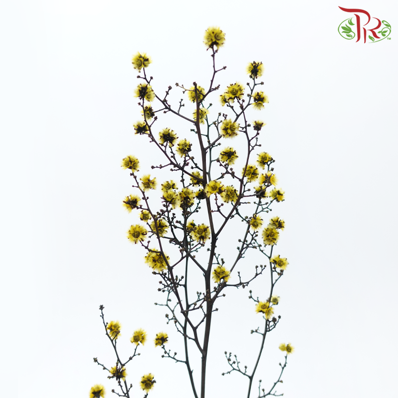Dry Stirlingia - Yellow (Per Bunch)-Yellow-China-prflorist.com.my