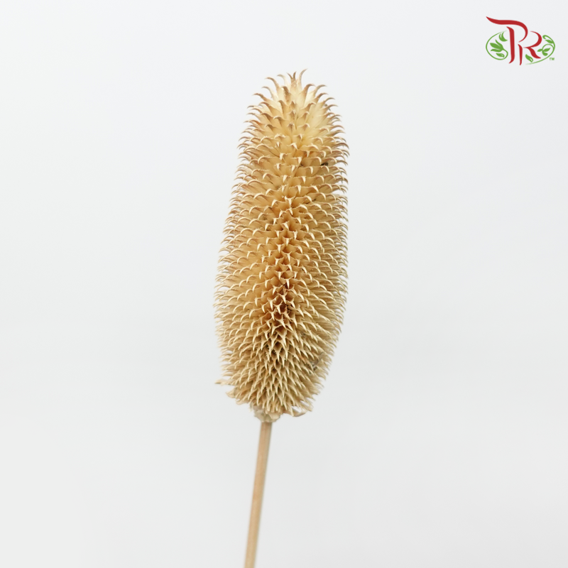 Dry Teasel - Bleached (5 Stems)-Bleached-China-prflorist.com.my