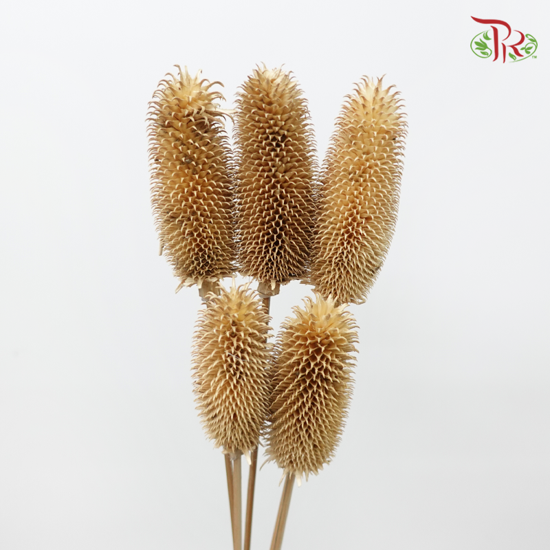 Dry Teasel - Bleached (5 Stems)-Bleached-China-prflorist.com.my