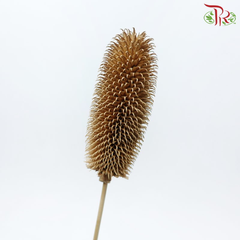 Dry Teasel - Brown (5 Stems)-Brown-China-prflorist.com.my