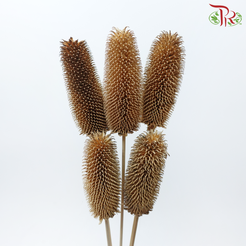 Dry Teasel - Brown (5 Stems)-Brown-China-prflorist.com.my