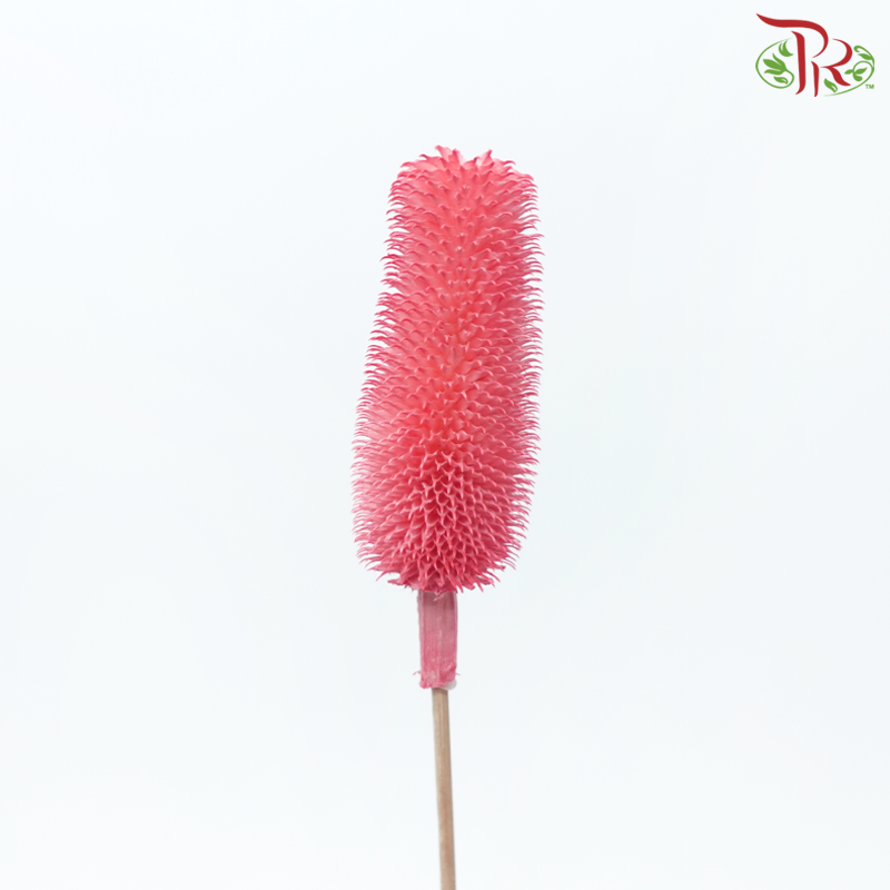 Dry Teasel - Pink (5 Stems)-Pink-China-prflorist.com.my