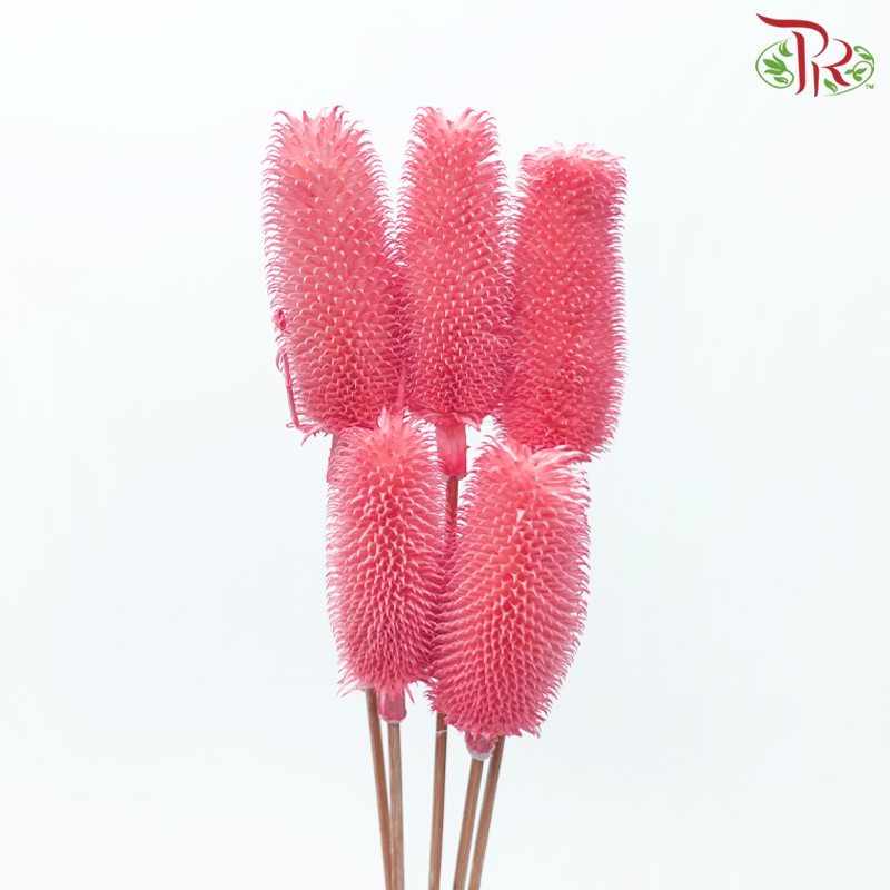 Dry Teasel - Pink (5 Stems)-Pink-China-prflorist.com.my