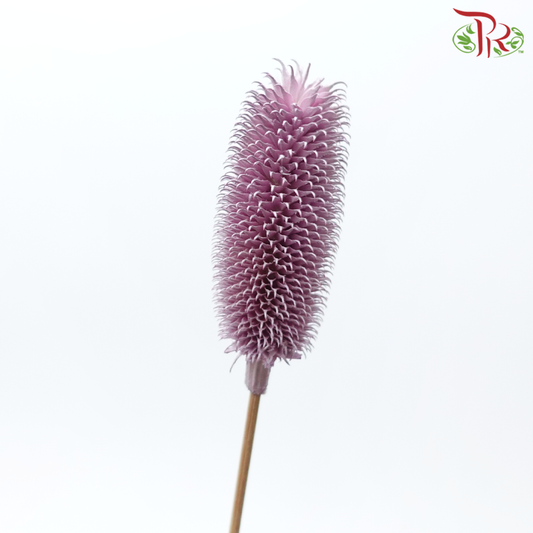 Dry Teasel - Pink Purple (5 Stems)-Pink Purple-China-prflorist.com.my