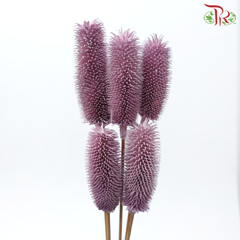 Dry Teasel - Pink Purple (5 Stems)-Pink Purple-China-prflorist.com.my