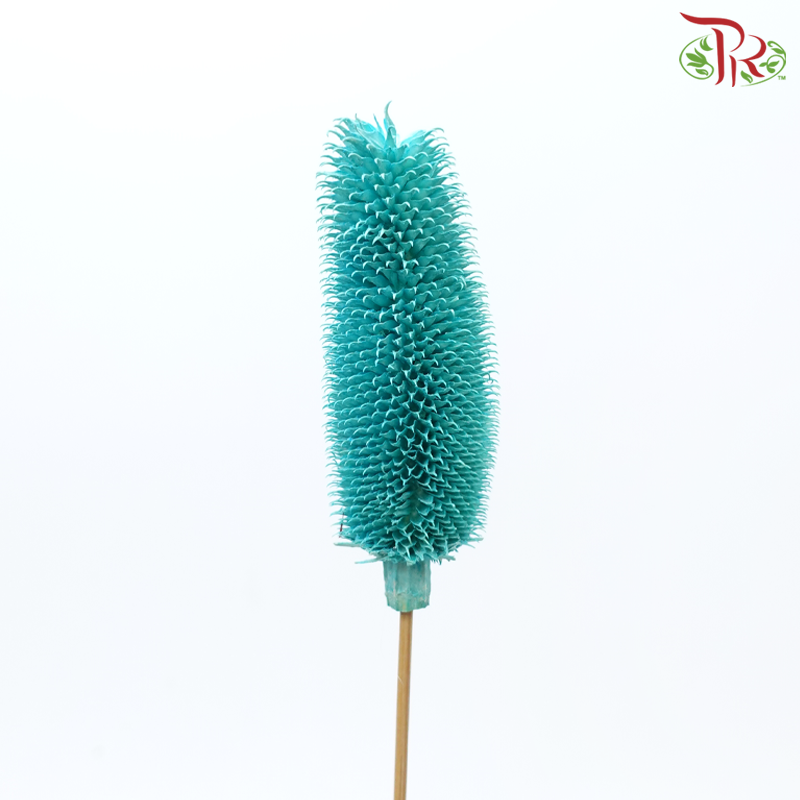 Dry Teasel - Turquoise (5 Stems)-Turquoise-China-prflorist.com.my