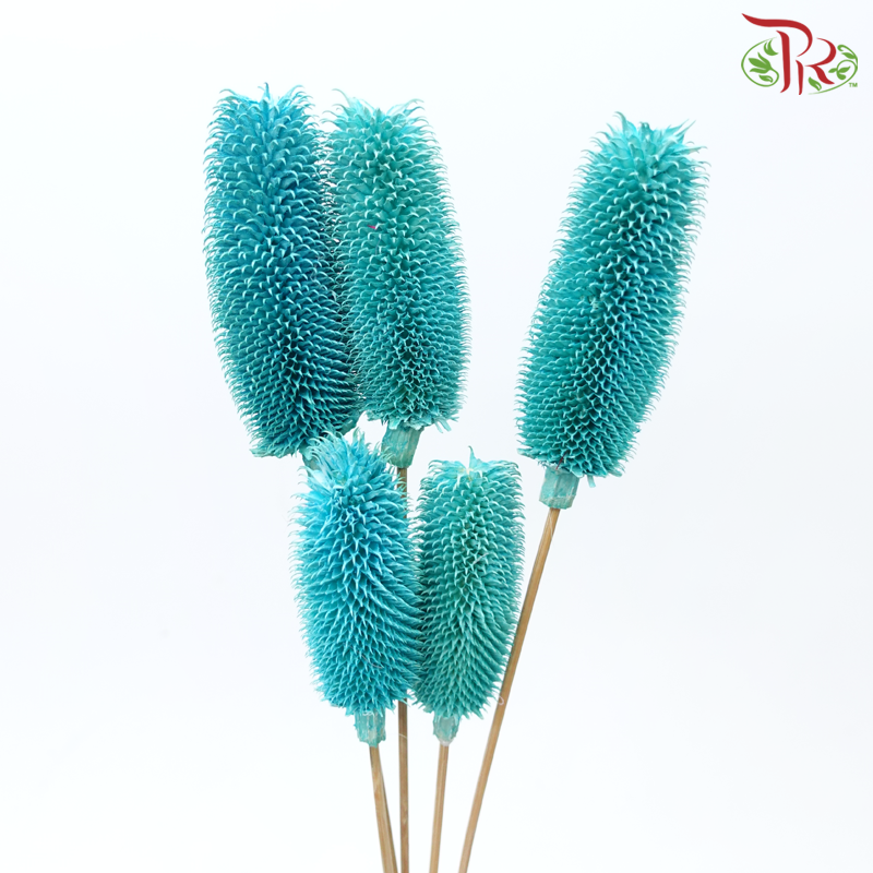 Dry Teasel - Turquoise (5 Stems)-Turquoise-China-prflorist.com.my