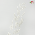 Dry Thlaspi Big - White-White-China-prflorist.com.my