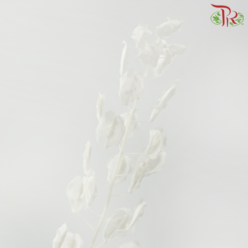 Dry Thlaspi Big - White-White-China-prflorist.com.my