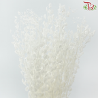Dry Thlaspi Big - White-White-China-prflorist.com.my