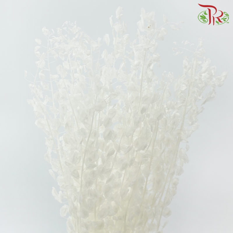 Dry Thlaspi Big - White-White-China-prflorist.com.my