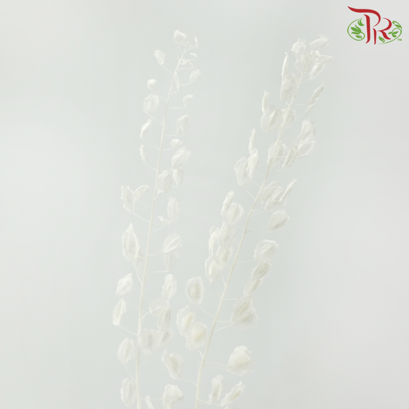 Dry Thlaspi Big - White-White-China-prflorist.com.my