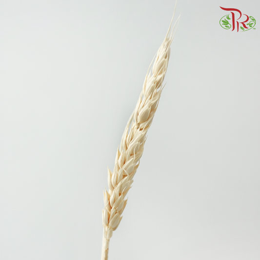 Dry Triticum Tarwe Bleached-Bleached-Import-prflorist.com.my