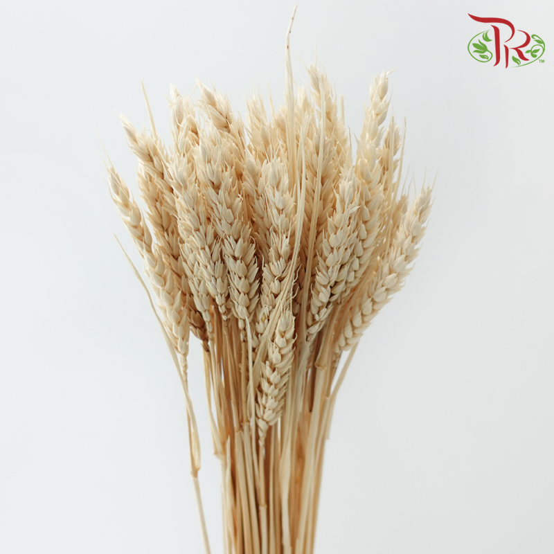 Dry Triticum Tarwe Bleached-Bleached-Import-prflorist.com.my