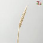 Dry Triticum Tarwe Bleached-Bleached-Import-prflorist.com.my