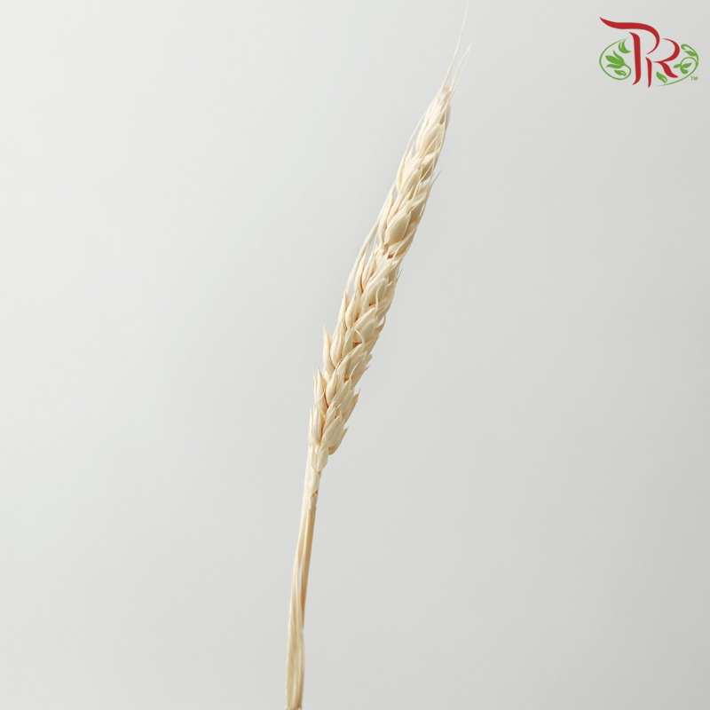 Dry Triticum Tarwe Bleached-Bleached-Import-prflorist.com.my