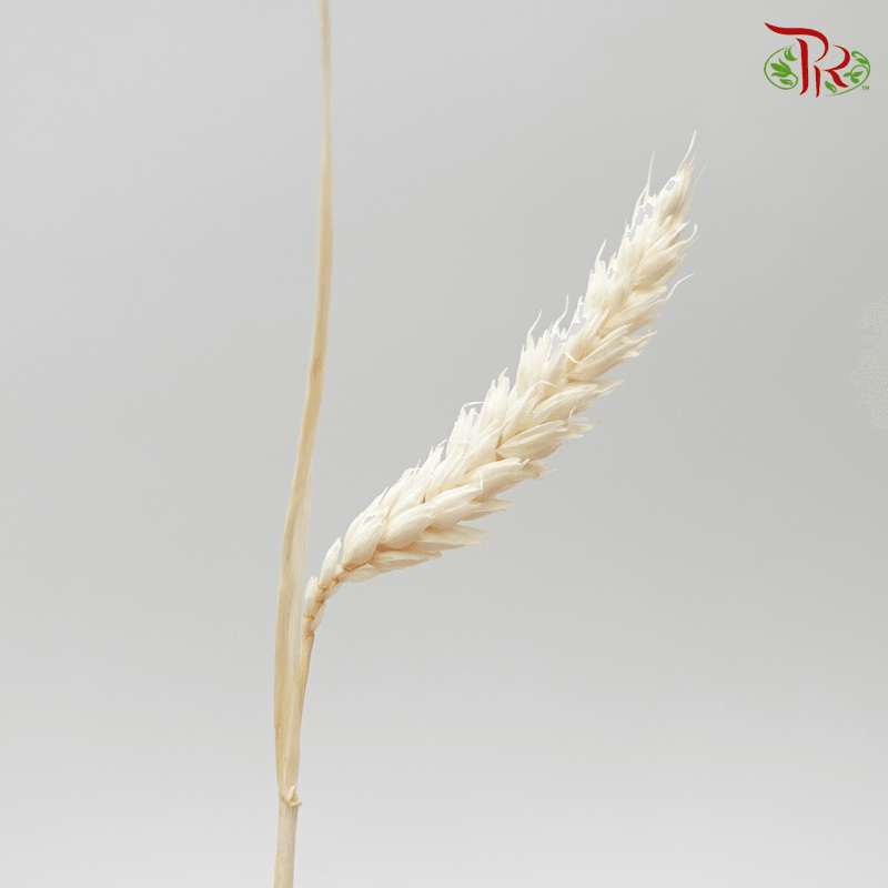 Dry Triticum Tarwe Bleached-Bleached-Import-prflorist.com.my