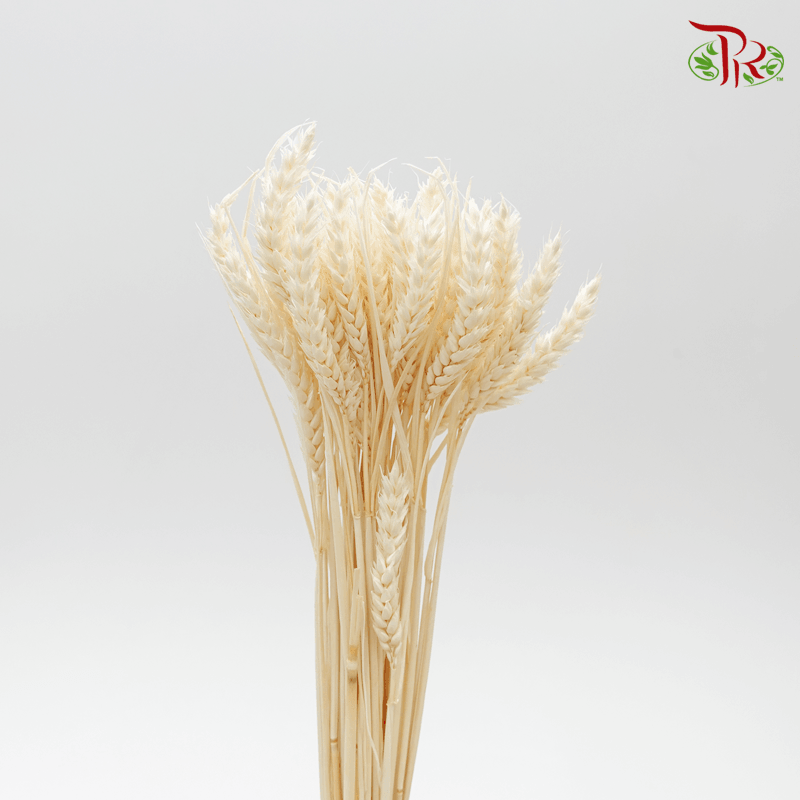 Dry Triticum Tarwe Bleached-Bleached-Import-prflorist.com.my