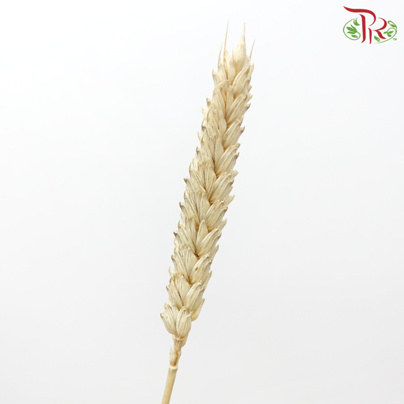 Dry Triticum Tarwe Natural - Light Brown (Per Bunch)-Light Brown-Import-prflorist.com.my