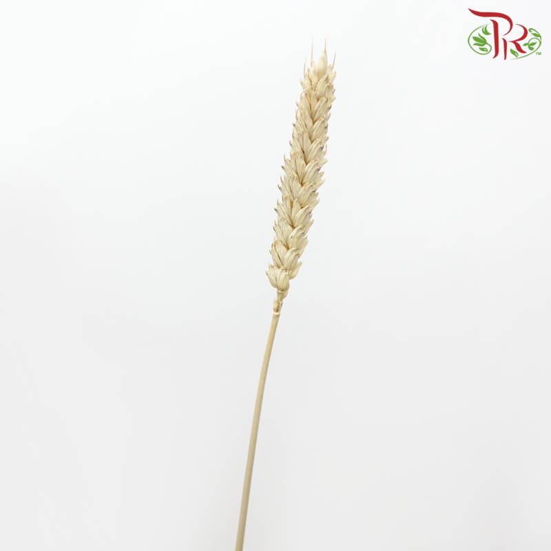 Dry Triticum Tarwe Natural - Light Brown (Per Bunch)-Light Brown-Import-prflorist.com.my