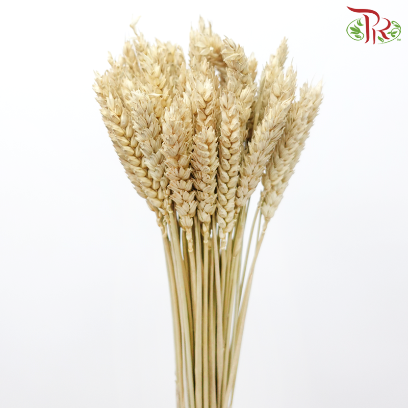 Dry Triticum Tarwe Natural - Light Brown (Per Bunch)-Light Brown-Import-prflorist.com.my