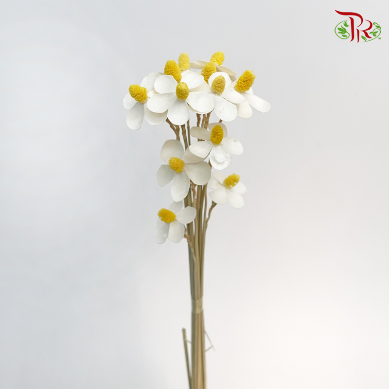 Dry Violet - White (10 Stems)-White-China-prflorist.com.my