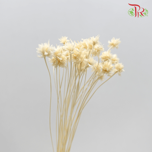 Dry Xiao Shan Flower (2 Stems)-Orange-China-prflorist.com.my