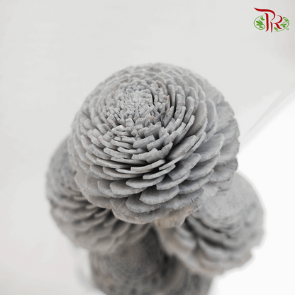 Dry Aeschynomene Small - Grey (5 Stems) - Pudu Ria Florist