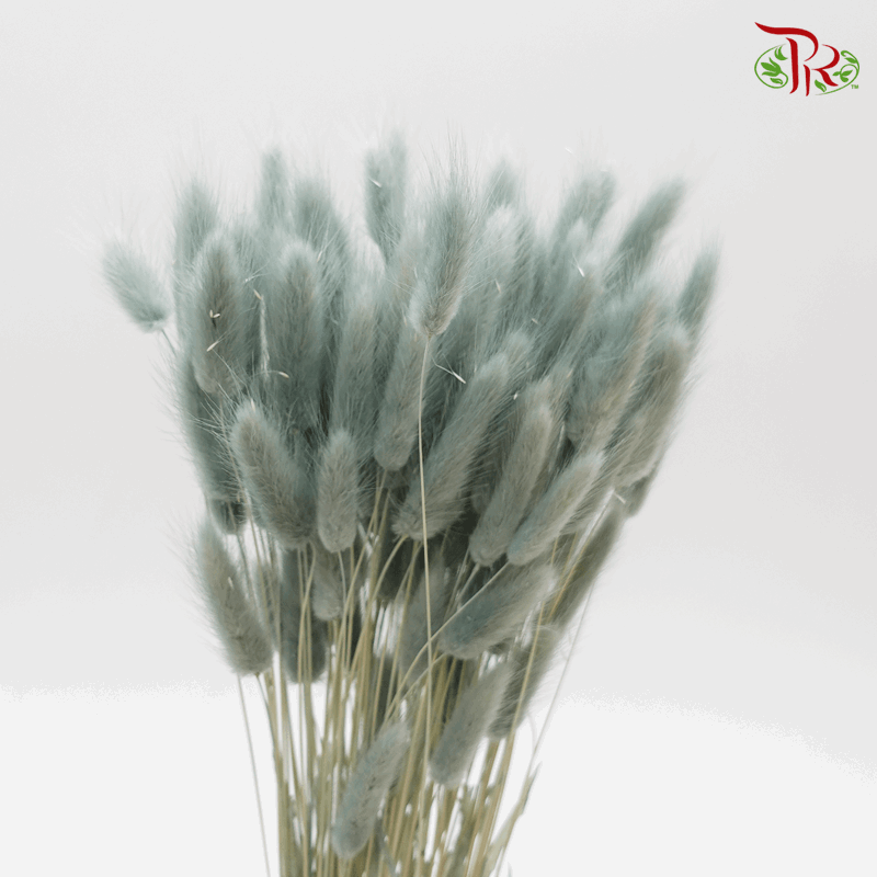 Dry Lagurus- Bunny Tail (Colour Option) - Pudu Ria Florist