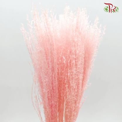 Dried Eulalia Bleached - Pink (Per Bunch)