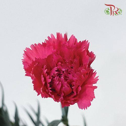 Carnation Special Colour - Cherry Pink(18-20 Stems) - Pudu Ria Florist