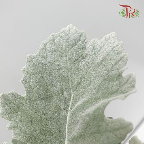 Dusty Miller - Silver Leaf-China-prflorist.com.my