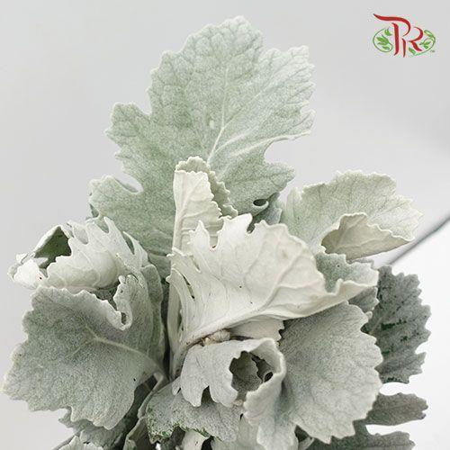 Dusty Miller (Silver Leaf)- Local-Green-Malaysia-prflorist.com.my