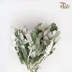 Dusty Miller (Silver Leaf)- Local-Green-Malaysia-prflorist.com.my