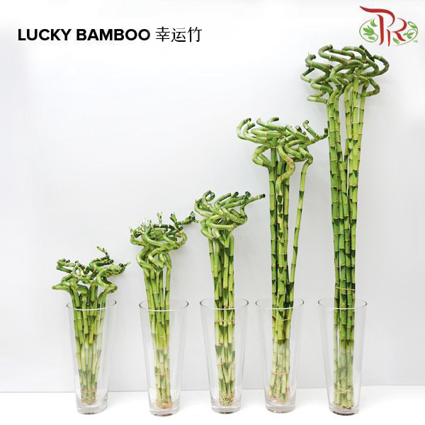 Lucky Bamboo - (10 Stems) (50cm/60cm/80cm/100cm) - Pudu Ria Florist