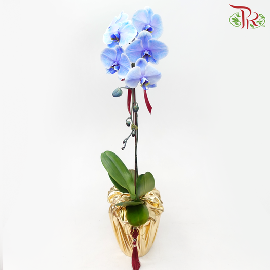 Dyed Blue Colour Phalaenopsis Arrangement in Gold Wrapping Cloth-Dyed Blue-Pudu Ria Florist-prflorist.com.my
