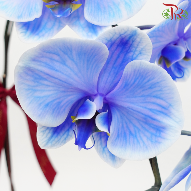 Dyed Blue Colour Phalaenopsis Arrangement in Gold Wrapping Cloth-Dyed Blue-Pudu Ria Florist-prflorist.com.my